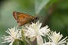 J16_1673 Essex Skipper